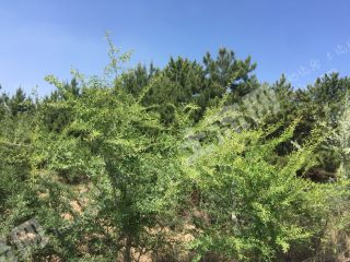 经营权转让或出租内蒙古700亩海红果基地