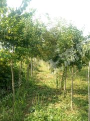 泰安东平县 86亩 其它林地 经营权转让