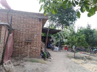 长垣县40亩核桃园经营权出租XX900