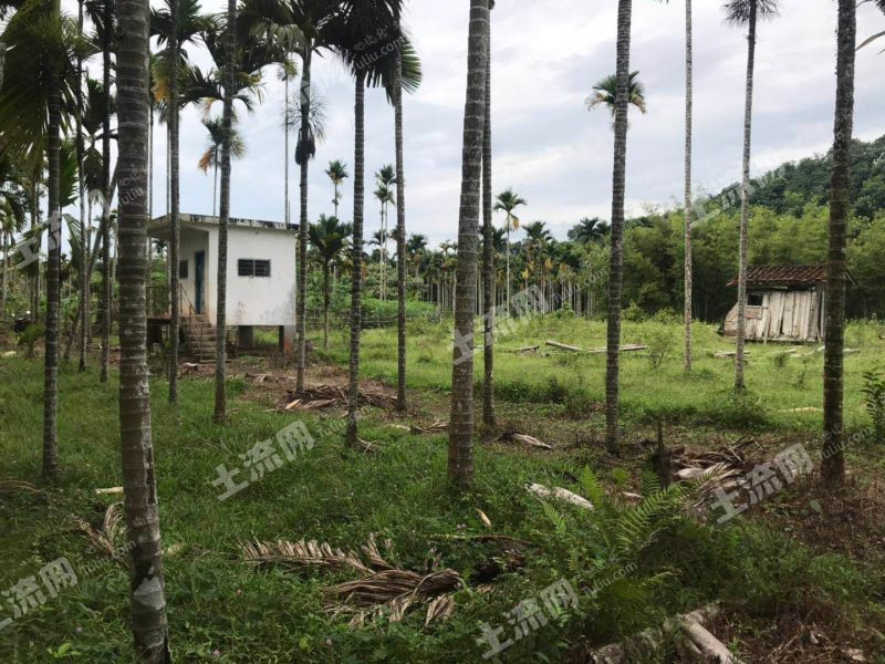 海南万宁市约5亩槟榔地转让
