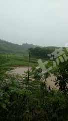 常德桃源县 100亩 其它林地 经营权转让