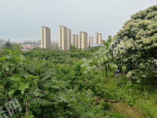 烟台莱山区 12亩 果园 经营权出租