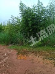 抚州  崇仁县 200亩 有林地 经营权出租