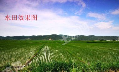 *韶关曲江区1000亩水田经营权出租