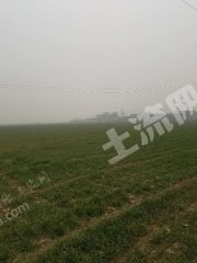 安阳安阳县 50亩 水浇地 经营权出租