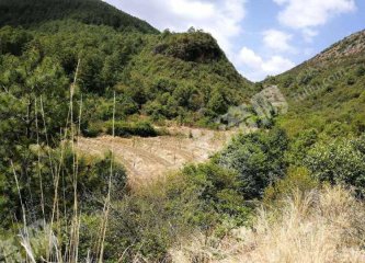 大理洱源县213亩有林地经营权转让