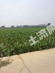 安阳滑县 12亩 水浇地 经营权出租