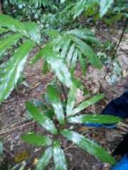 肇庆广宁县 300亩有林地 经营权转让