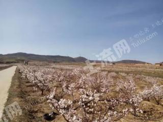 大同左云县700亩果园经营权转让