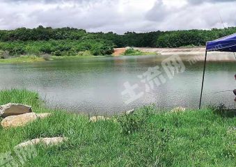 海南白沙黎族自治县 100亩 果园 经营权转让