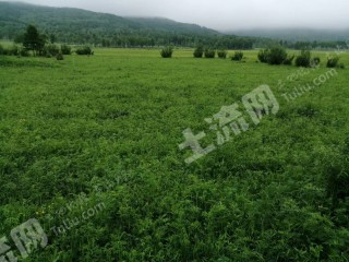 大兴安岭加格达奇区10000亩天然牧草地经营权出租