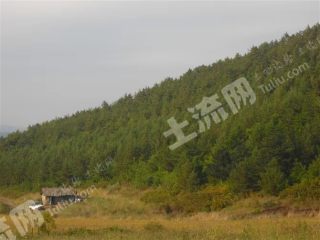 鸡西鸡东县750亩有林地经营权转让