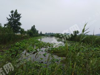 黄冈黄梅县80亩养鱼、养龙虾、种芡实的坑塘经营权出租