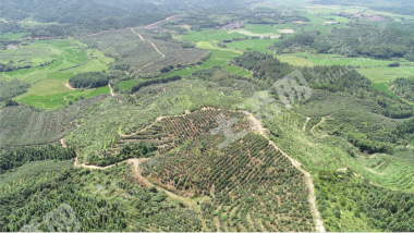 抚州资溪县 811亩 茶园 转让