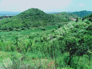 抚州南城县 400亩 果园 流转