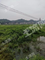 湘潭湘乡市110亩水田经营权出租