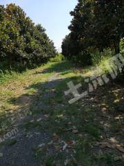 南京浦口区 220亩 其它林地 经营权转让