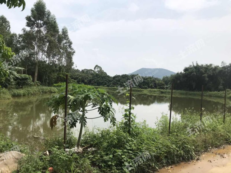 分鐘內車程,通水泥路,有兩個魚塘15畝,另有空地可做釣魚場,可養魚養鴨