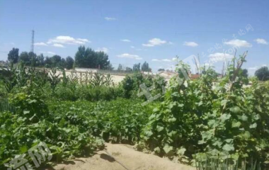 包头东河区沙尔沁南园5亩大院宅基地使用权出租