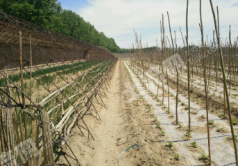 包头九原区哈业胡同5亩大院宅基地使用权出租