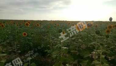 巴彦淖尔乌拉特中旗600亩水浇地经营权出租