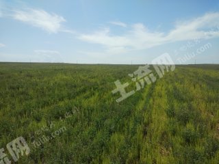 包头固阳县2000亩水浇地经营权出租