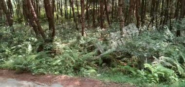永州  江永县 300亩 荒山 出租