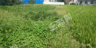 湘潭雨湖區(qū)600平米宅基地使用權(quán)出租YH31001