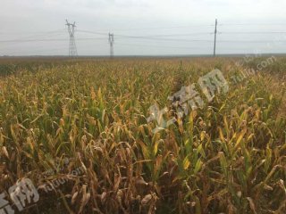 巴彦淖尔乌拉特前旗1200亩水浇地经营权出租