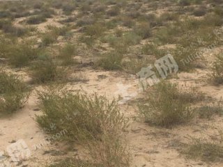 巴彦淖尔乌拉特中旗15000亩水浇地经营权出租