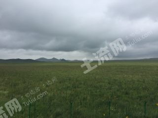 呼和浩特武川县 300亩 天然牧草地 经营权转让