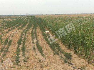 巴彦淖尔乌拉特中旗5000亩水浇地经营权转让