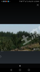 白城洮北区105亩有林地经营权转让