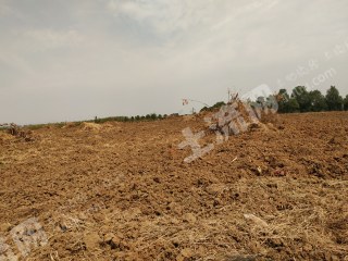 荆门沙洋县 80亩 其它林地 经营权出租