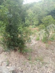 湘潭湘乡市 600亩 乔木林地 经营权出租