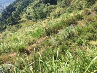 岳阳岳阳县 2500亩 水浇地 经营权出租