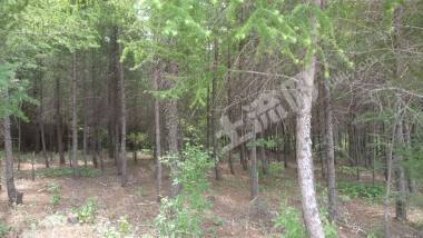 哈尔滨依兰县315亩有林地经营权转让