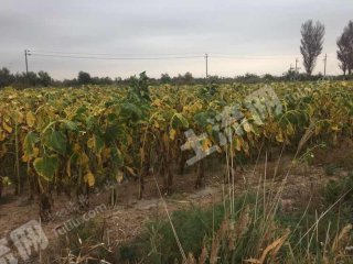 巴彦淖尔磴口县400亩水浇地经营权出租