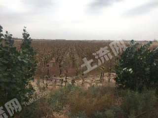 巴彦淖尔磴口县700亩水浇地经营权转让