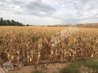 巴彦淖尔磴口县300亩水浇地经营权转让