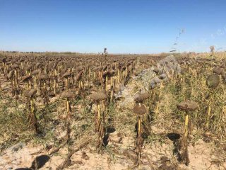 巴彦淖尔乌拉特前旗900亩水浇地经营权出租