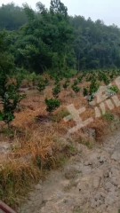 赣州崇义县65亩果园经营权转让