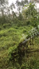 玉林博白县2600亩有林地经营权出租