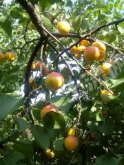 包头东河区4亩果园经营权出租