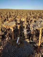 包头固阳县 1800亩 水浇地 经营权出租