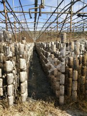 本溪本溪满族自治县8亩其它耕地经营权出租