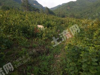 本溪本溪满族自治县 80亩 其它林地 经营权转让