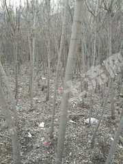 本溪本溪满族自治县 58亩 荒地 转让