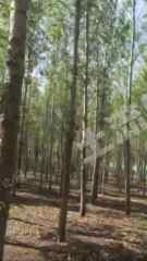 绥化兰西县74亩有林地经营权转让