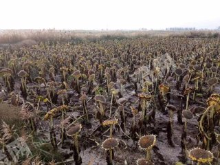 巴彦淖尔乌拉特中旗200亩水浇地经营权出租